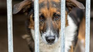 En Belgique, des mesures pionnières contre la maltraitance animale voient le jour