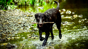 Cyanobactéries et baignade : quel danger pour le chien ?