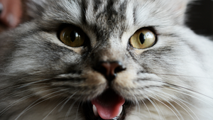 Découverte d’un traitement anti-viral prometteur contre la PIF du chat !