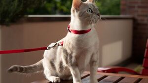 Sortir son chat en harnais : la fausse bonne idée