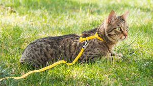 Sortir son chat en harnais : la fausse bonne idée