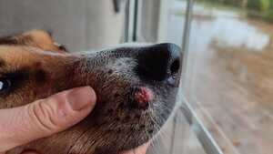 Mon chien a un bouton : s’agit-il d’un Histiocytome cutané ?