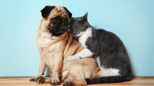 Bilan 2017 des actions du Fonds Saint Bernard