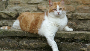 Le témoignage de Laurine qui a adopté Nestor un chat Senior