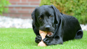 Quels os peut-on donner à son chien ?