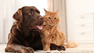 Un nouveau traitement contre l’arthrose chez le chien et le chat