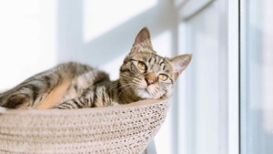 Mon chat peut-il être heureux en appartement ?