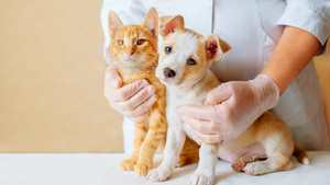 La primo-vaccination qu’est-ce que c’est ?