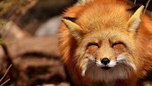 Non, ces renards “adorables” vus des millions de fois sur TikTok ne sont pas des animaux domestiques