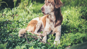 Adopter un chien senior : 7 bonnes raisons de se lancer