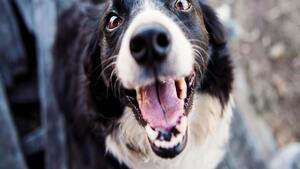 Cette méthode d'éducation canine fait fondre les propriétaires (et leurs chiens adorent)
