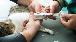 Attention aux antiparasitaires pour chiens : un danger mortel pour les chats