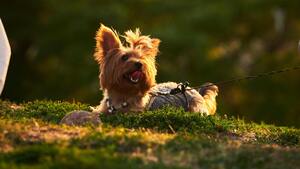 Petit chien : ces erreurs que l’on fait sans s’en rendre compte… et qui nuisent à leur bien-être