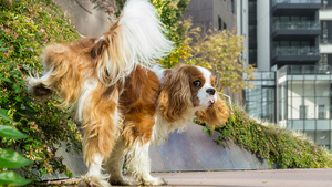 Reconnaître et traiter l’infection urinaire chez le chien