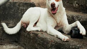 Adopter un chien croisé : les avantages et les différences avec un chien de race