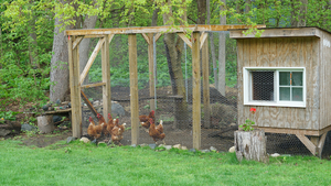 Comment prendre soin de ses poules ?