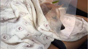 Retrouvailles d'Aloka et des moines bouddhiste de la Marche pour la Paix : la vidéo émotion