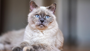 5 idées reçues sur les chats seniors 