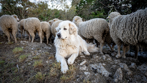 En randonnée avec son chien : adopter le bon comportement face à un chien gardien de troupeau