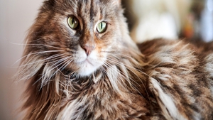 Pourquoi cette race de chat star d’Internet inquiète de plus en plus les refuges