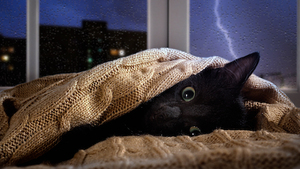 Anxiété, destruction, peur des orages... les objets anti stress à essayer pour votre chat et votre chien!