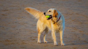 Mon chien détruit tout : les causes du problème