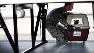 Comment partir en vacances avec son animal ?