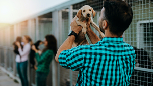 L’âge chez le chat et le chien, un critère déterminant pour l’adoption?