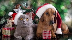 Noël : 4 bonnes raisons d’acheter des cadeaux à son animal de compagnie