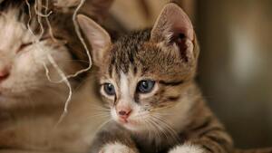 Chat ou chaton : ces 6 questions à se poser avant d’adopter