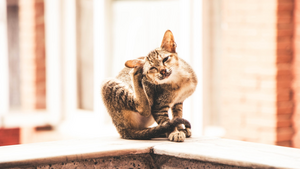 Pourquoi mon chat se gratte ?