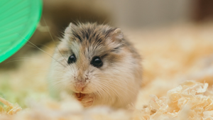 Que faut-il savoir avant d’adopter un hamster ?
