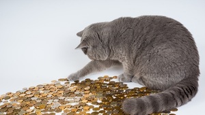 Combien coûte réellement "l’acquisition" d’un animal ?