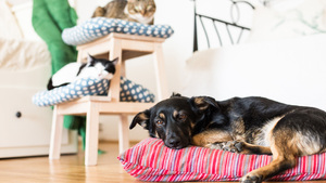 7 bonnes raisons d’adopter un senior