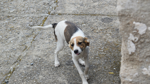 Adopter un chien croisé, découvrir les avantages