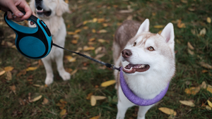 Les différentes solutions pour faire garder son animal 