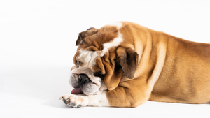 Pourquoi un chien se lèche les pattes ?