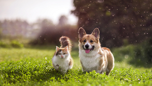 6 gestes essentiels pour protéger son chat ou son chien