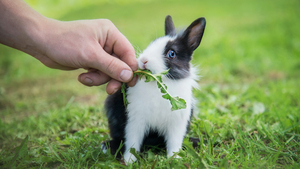 Soigner son lapin au naturel