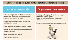 Comment nourrir les oiseaux du jardin en hiver ?
