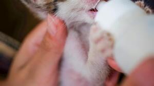 Vous avez trouvé un chaton seul ? les bons réflexes pour le sauver