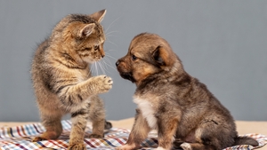 Dons d’animaux : pourquoi il faut être extrêmement méfiant !