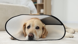 A quel âge est-il recommandé de stériliser sa chienne ?