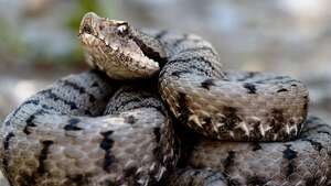 La morsure de serpent chez le chien ou le chat : Que faire ?