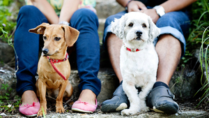 L’échange de garde d’animaux entre particuliers : comment ça marche ?
