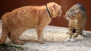 Mésentente entre 2 chats : comment réagir ?