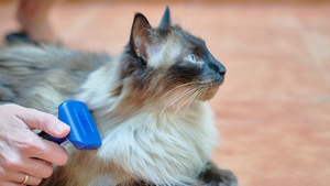 Mon chat a des catons ! Comment démêler ses poils ?