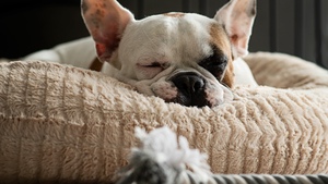  Un panier pour chien adapté à sa taille et ses besoins 