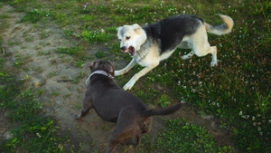 Mon chien a mordu un autre chien : Responsabilité et Indemnisation