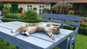 Comment empêcher son chat de s’éloigner ?